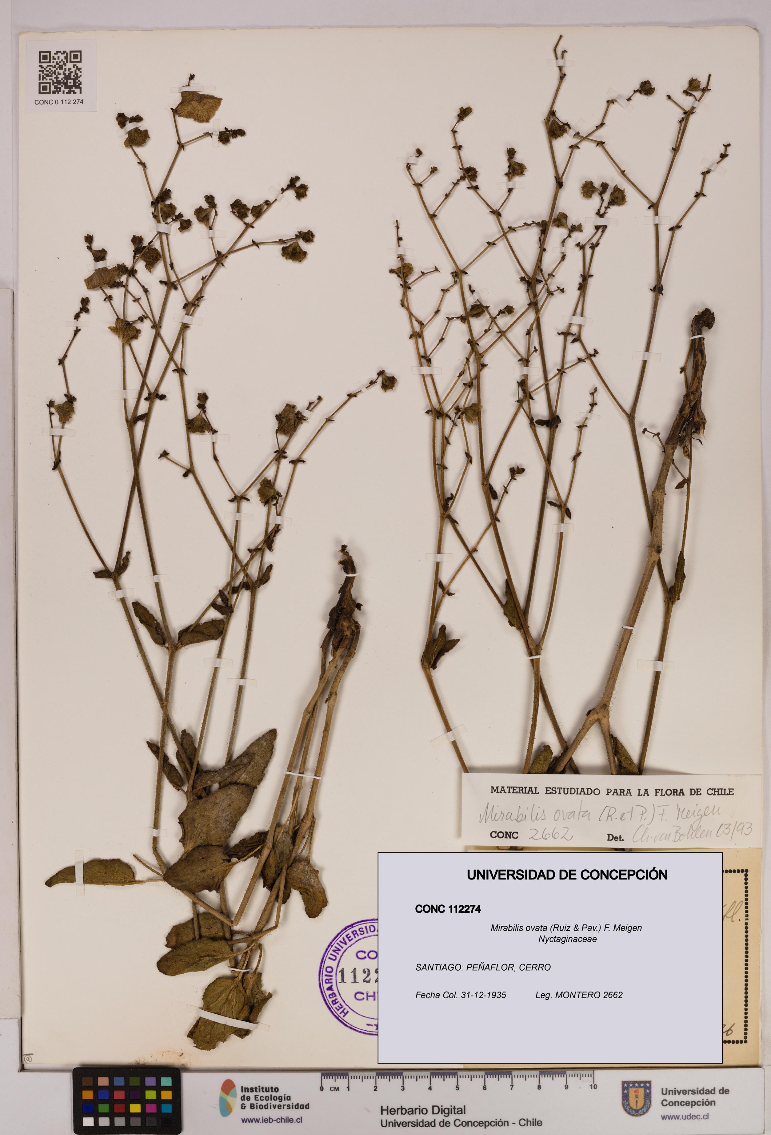Mirabilis ovata [Espécimen: UDEC:CONC:0112274]