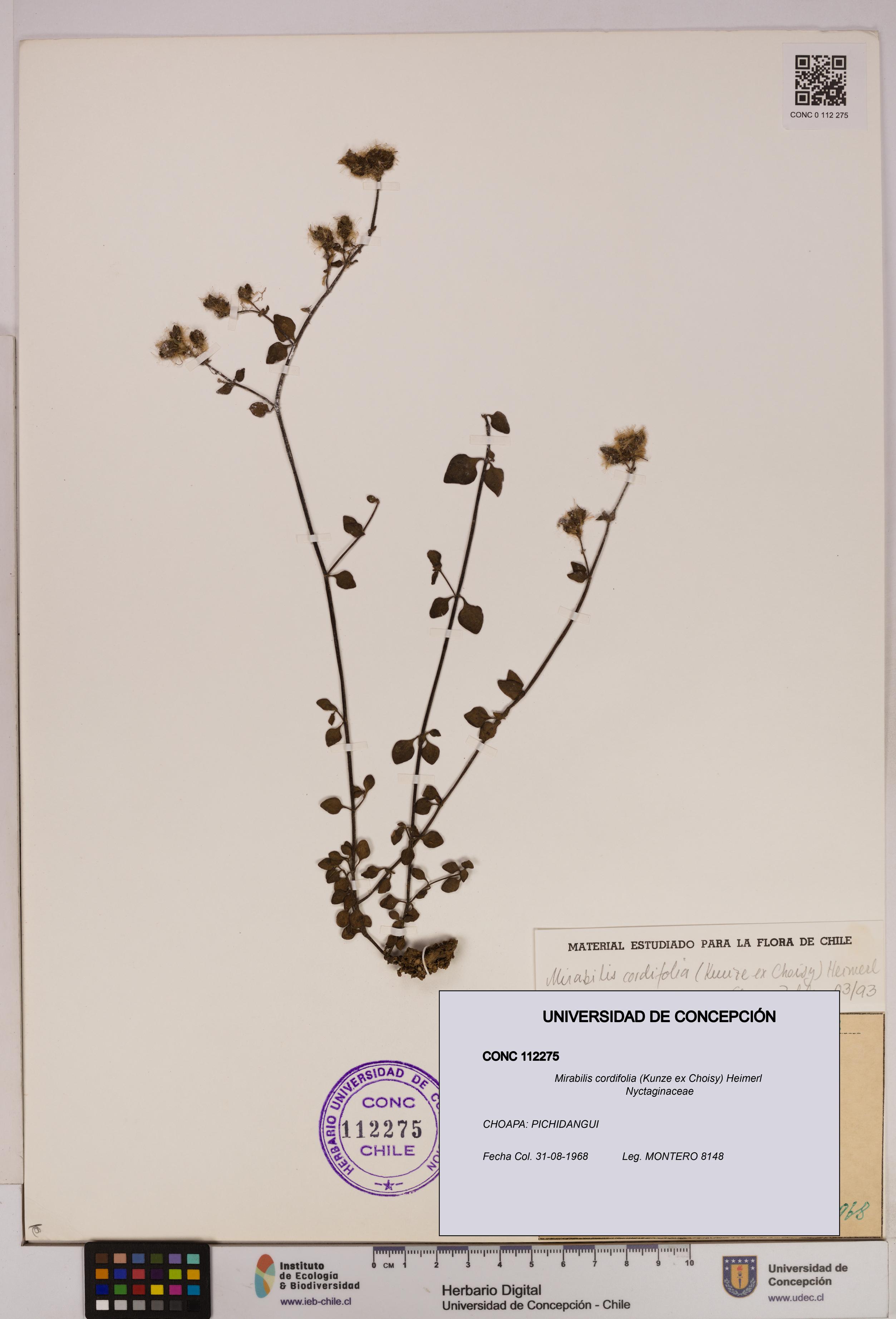 Mirabilis cordifolia [Espécimen: UDEC:CONC:0112275]