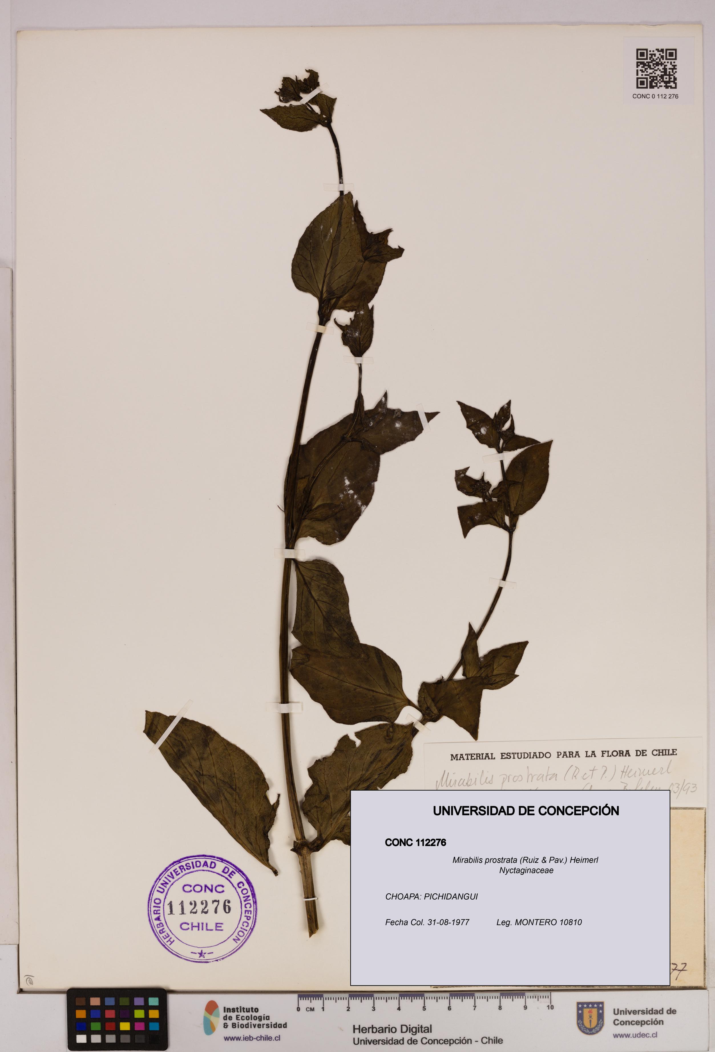Mirabilis prostrata [Espécimen: UDEC:CONC:0112276]