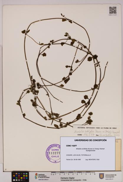 Mirabilis cordifolia [Espécimen: UDEC:CONC:0112277]