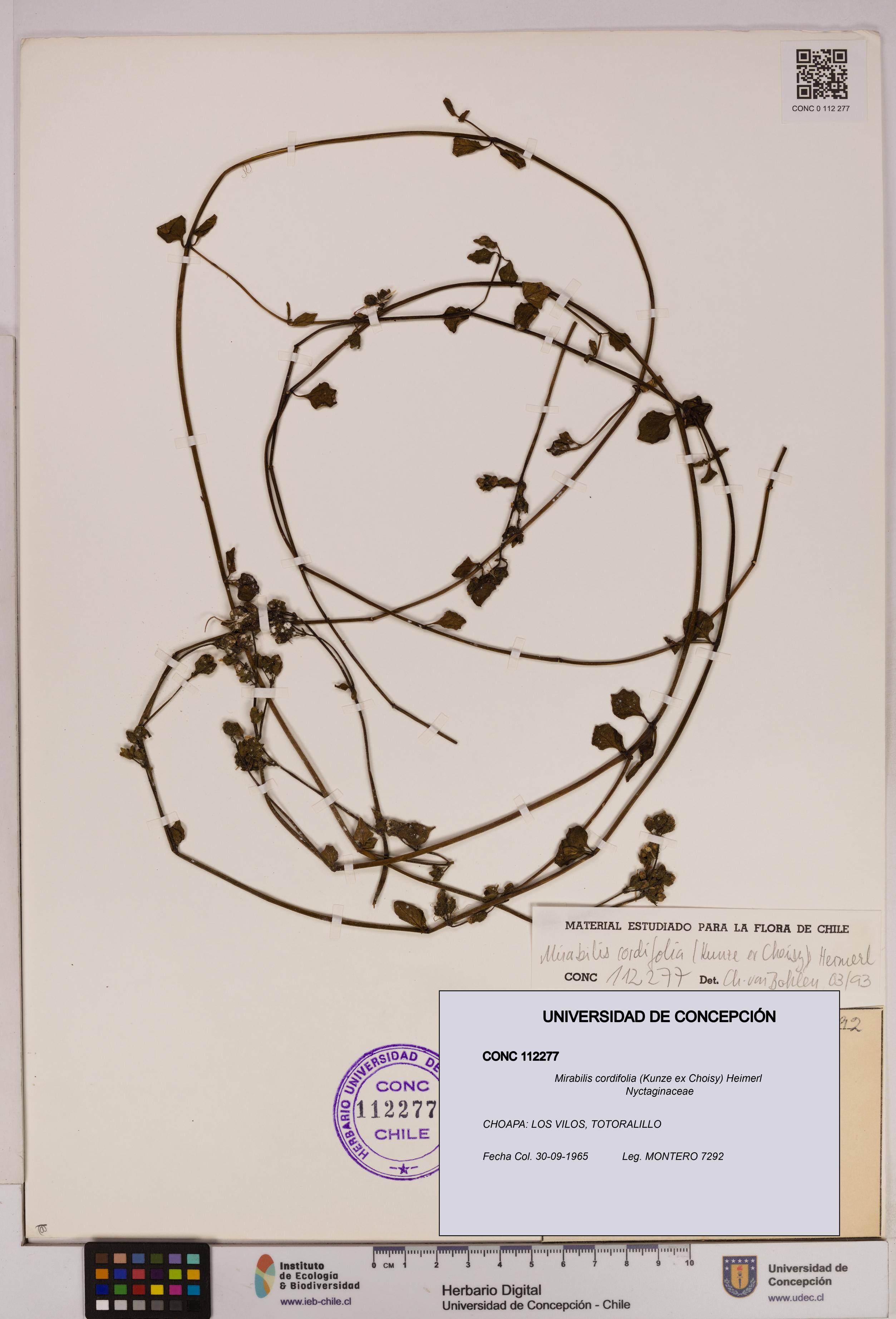 Mirabilis cordifolia [Espécimen: UDEC:CONC:0112277]