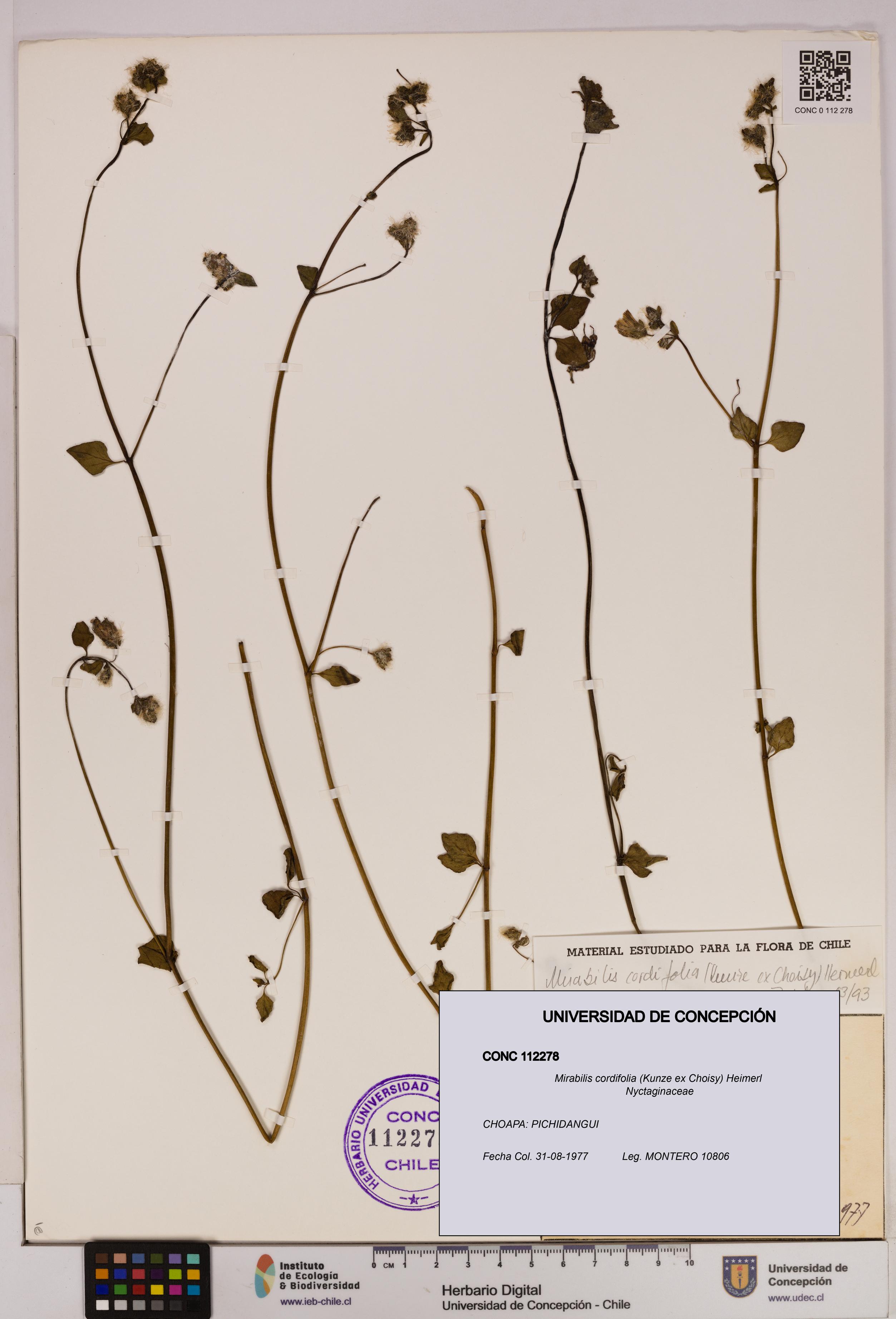 Mirabilis cordifolia [Espécimen: UDEC:CONC:0112278]