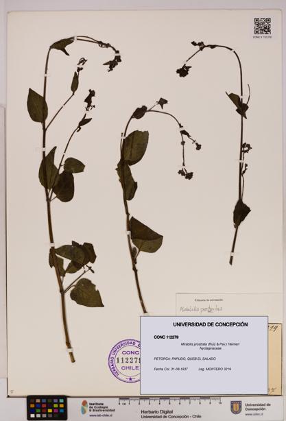 Mirabilis prostrata [Espécimen: UDEC:CONC:0112279]