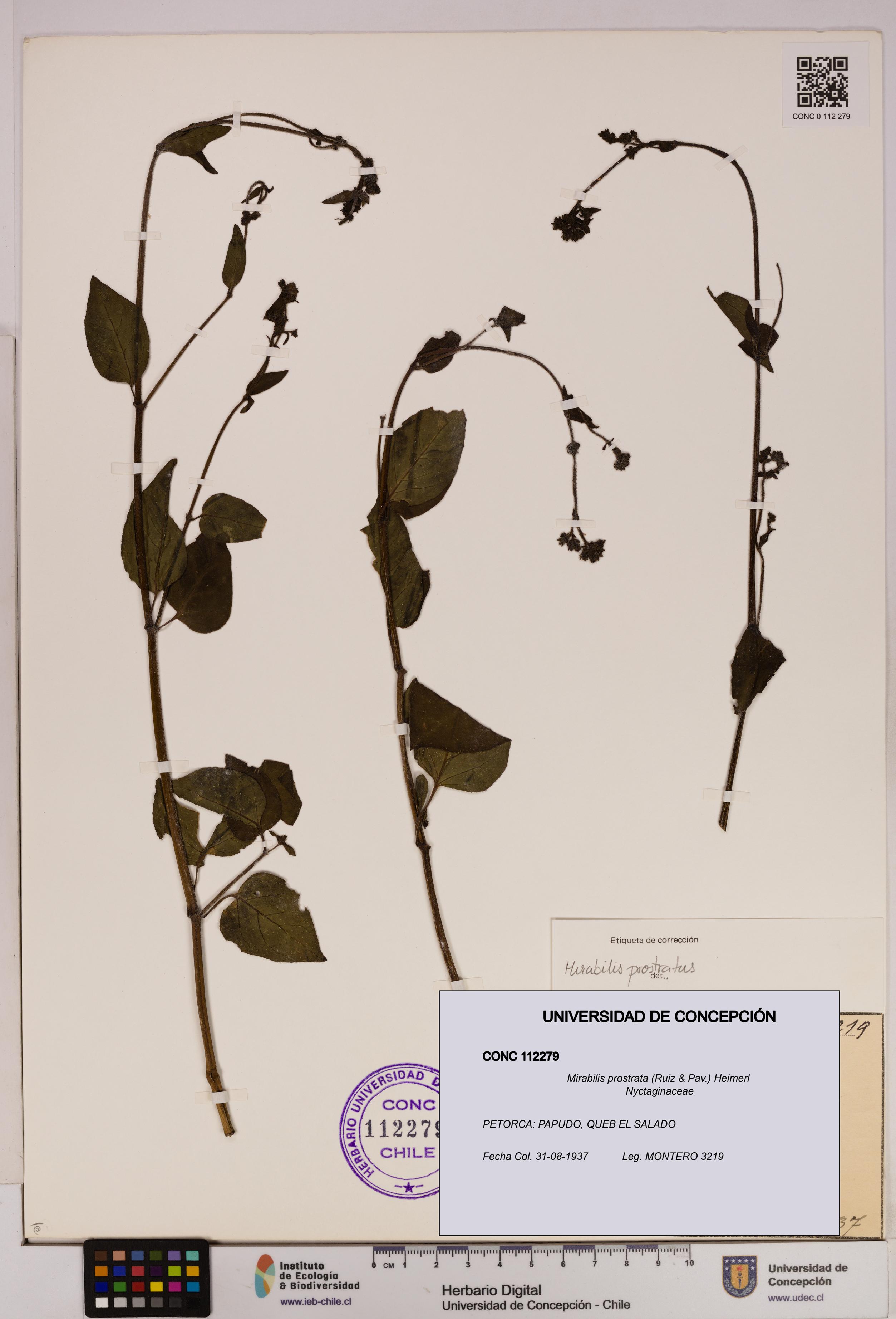 Mirabilis prostrata [Espécimen: UDEC:CONC:0112279]
