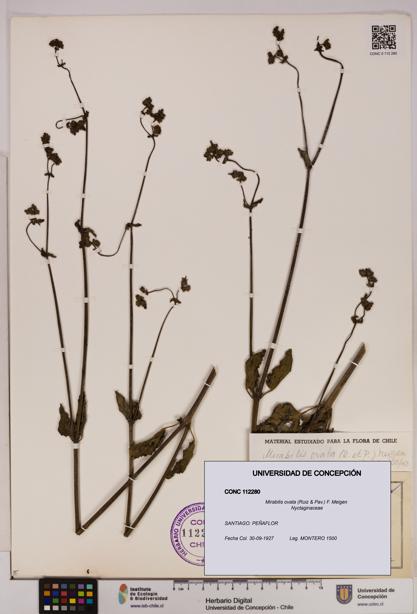 Mirabilis ovata [Espécimen: UDEC:CONC:0112280]