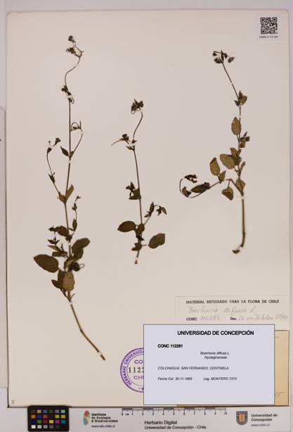 Boerhavia diffusa [Espécimen: UDEC:CONC:0112281]