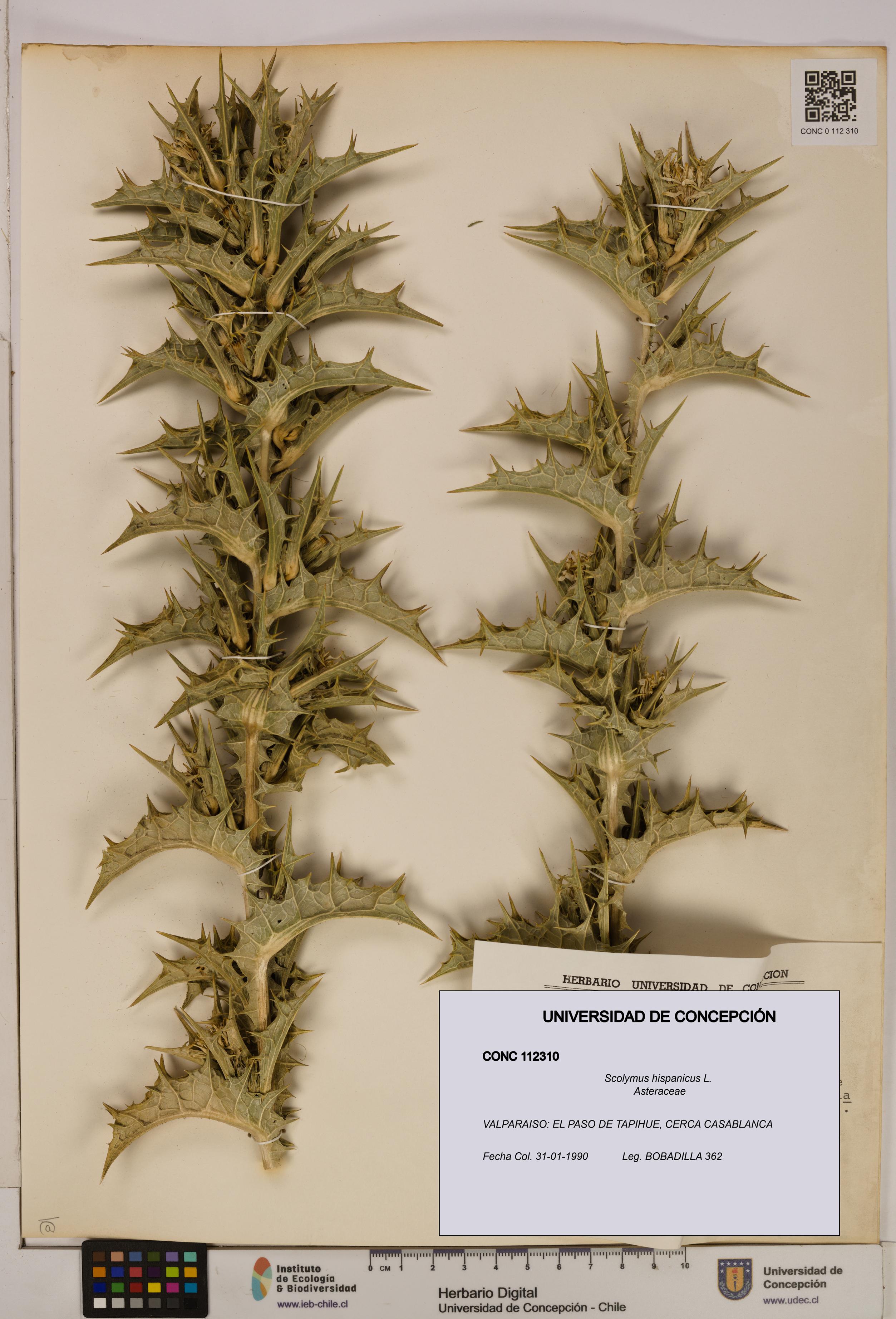 Scolymus hispanicus [Espécimen: ]