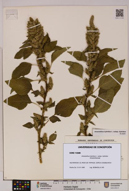 Amaranthus hybridus [Espécimen: UDEC:CONC:0112326]