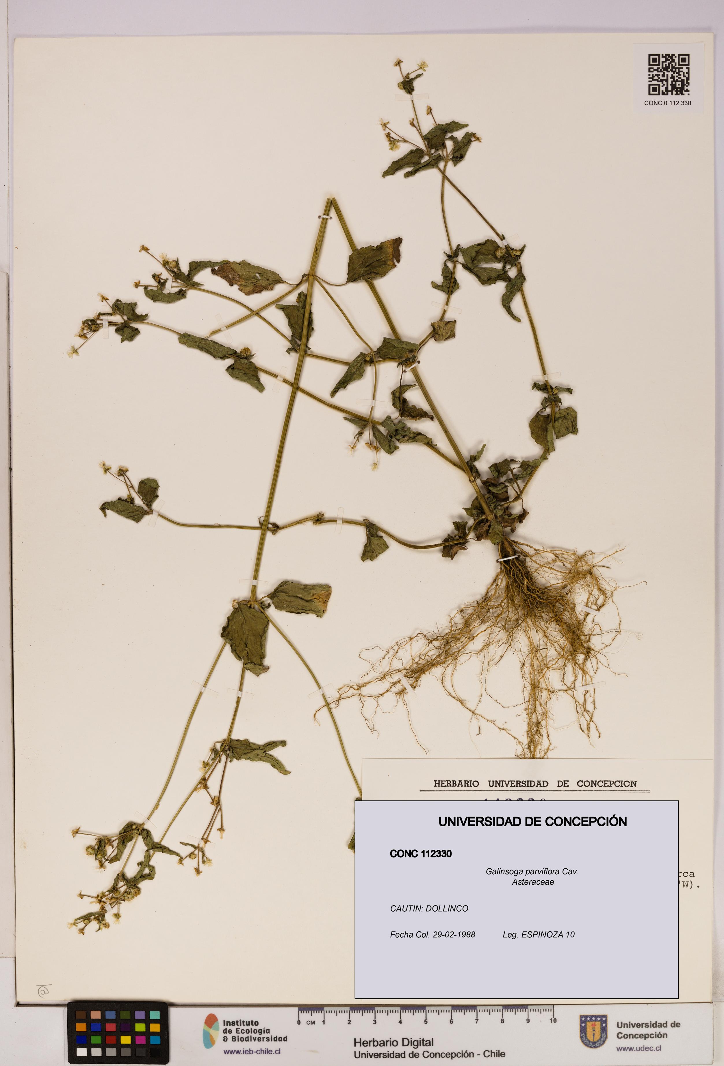 Galinsoga parviflora [Espécimen: UDEC:CONC:0112330]