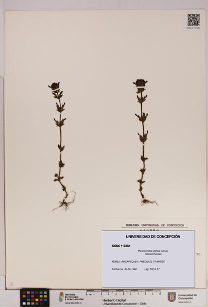 Parentucellia latifolia [Espécimen: UDEC:CONC:0112332]