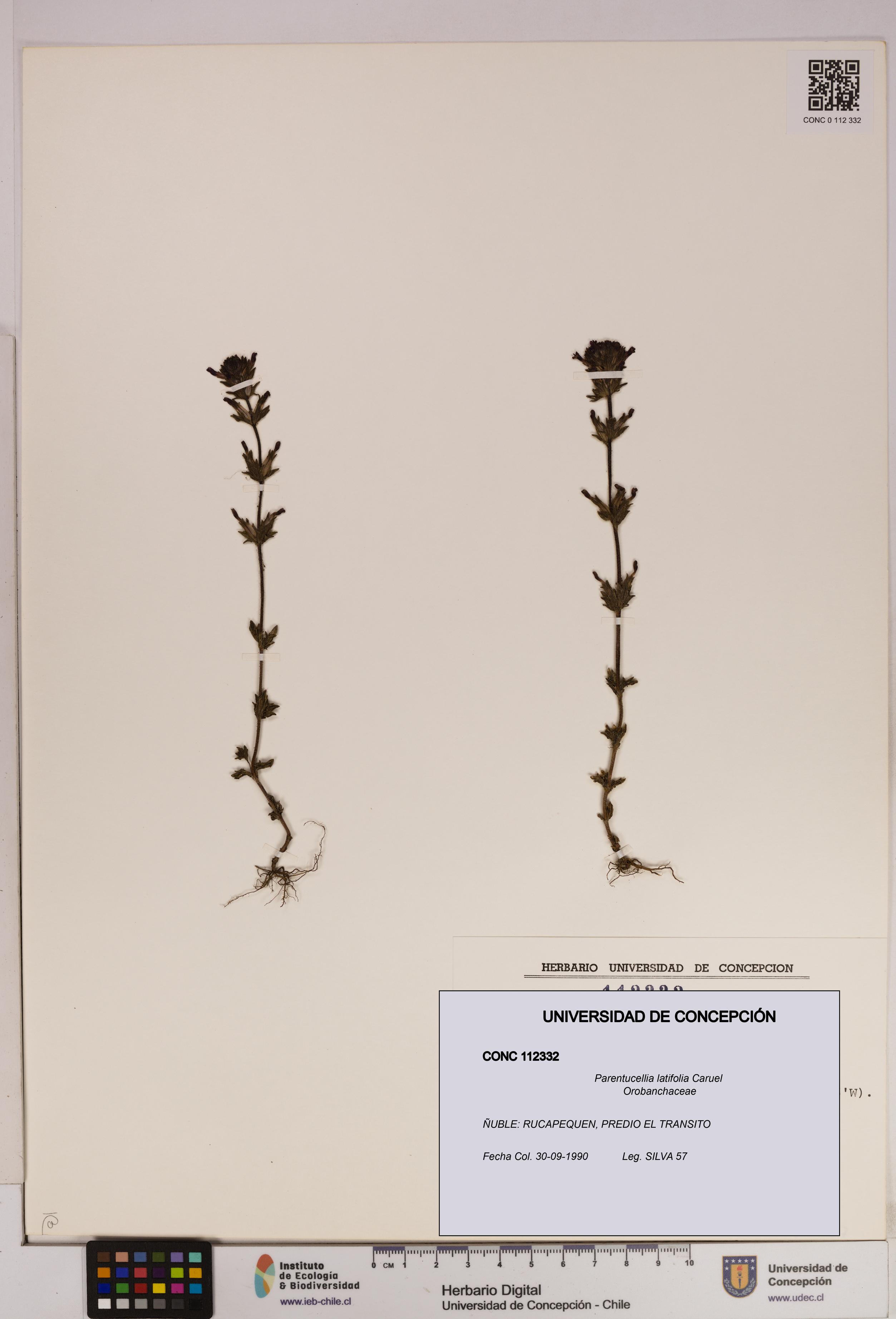 Parentucellia latifolia [Espécimen: UDEC:CONC:0112332]