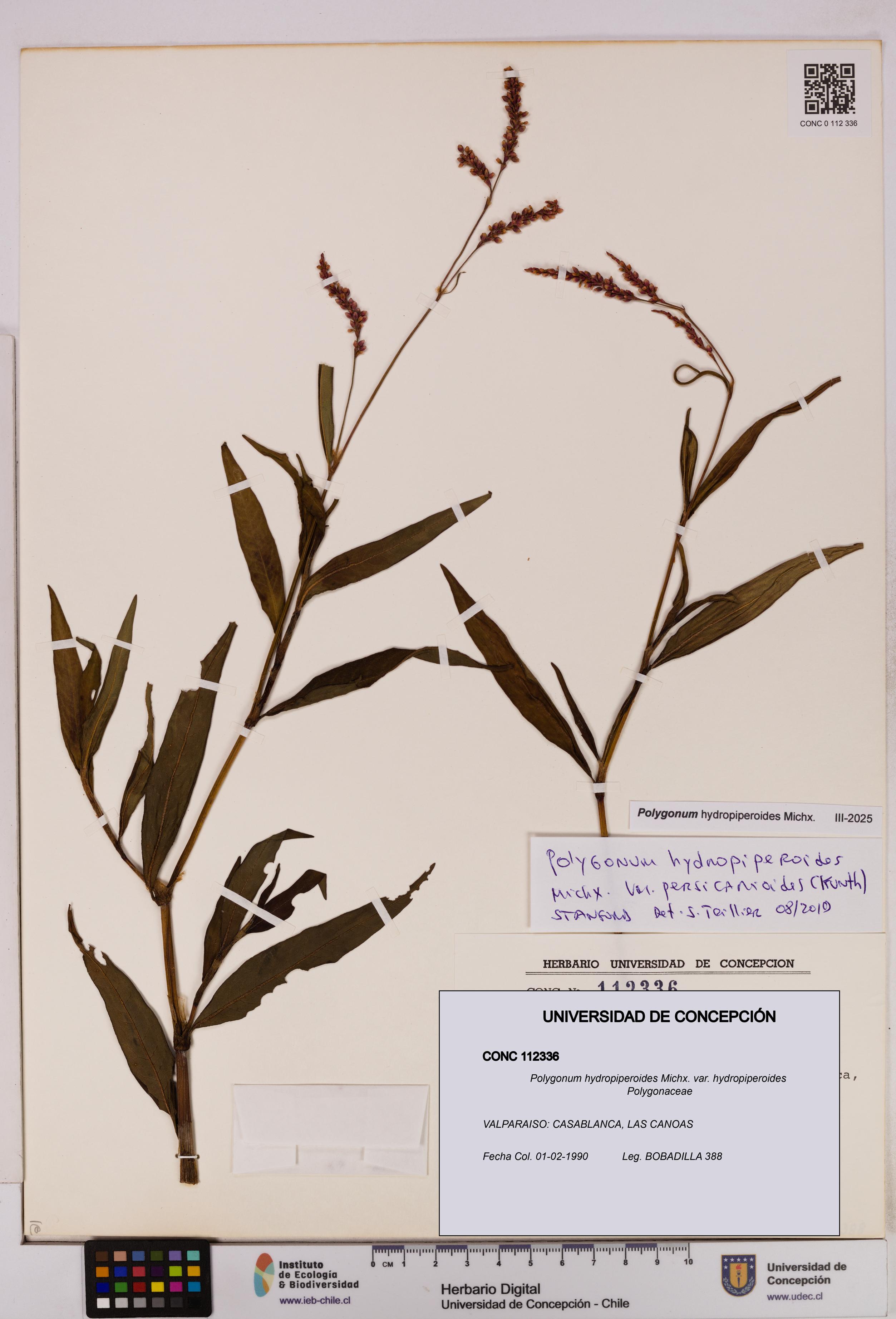 Polygonum hydropiperoides var. hydropiperoides [Espécimen: UDEC:CONC:0112336]