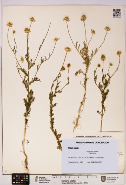 Anthemis cotula [Espécimen: UDEC:CONC:0112342]
