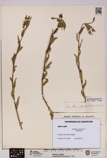 Oenothera picensis [Espécimen: UDEC:CONC:0112348]