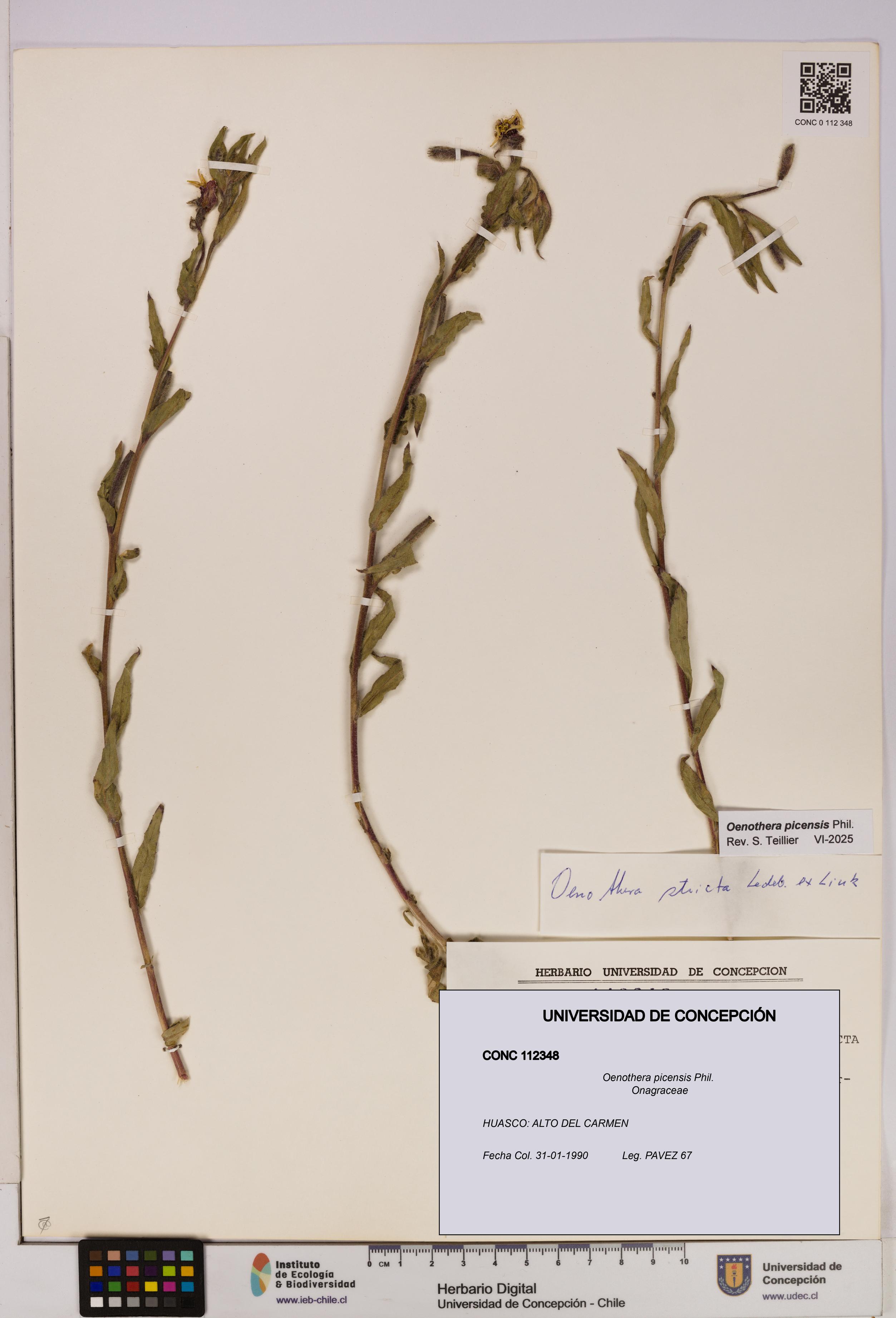 Oenothera picensis [Espécimen: UDEC:CONC:0112348]