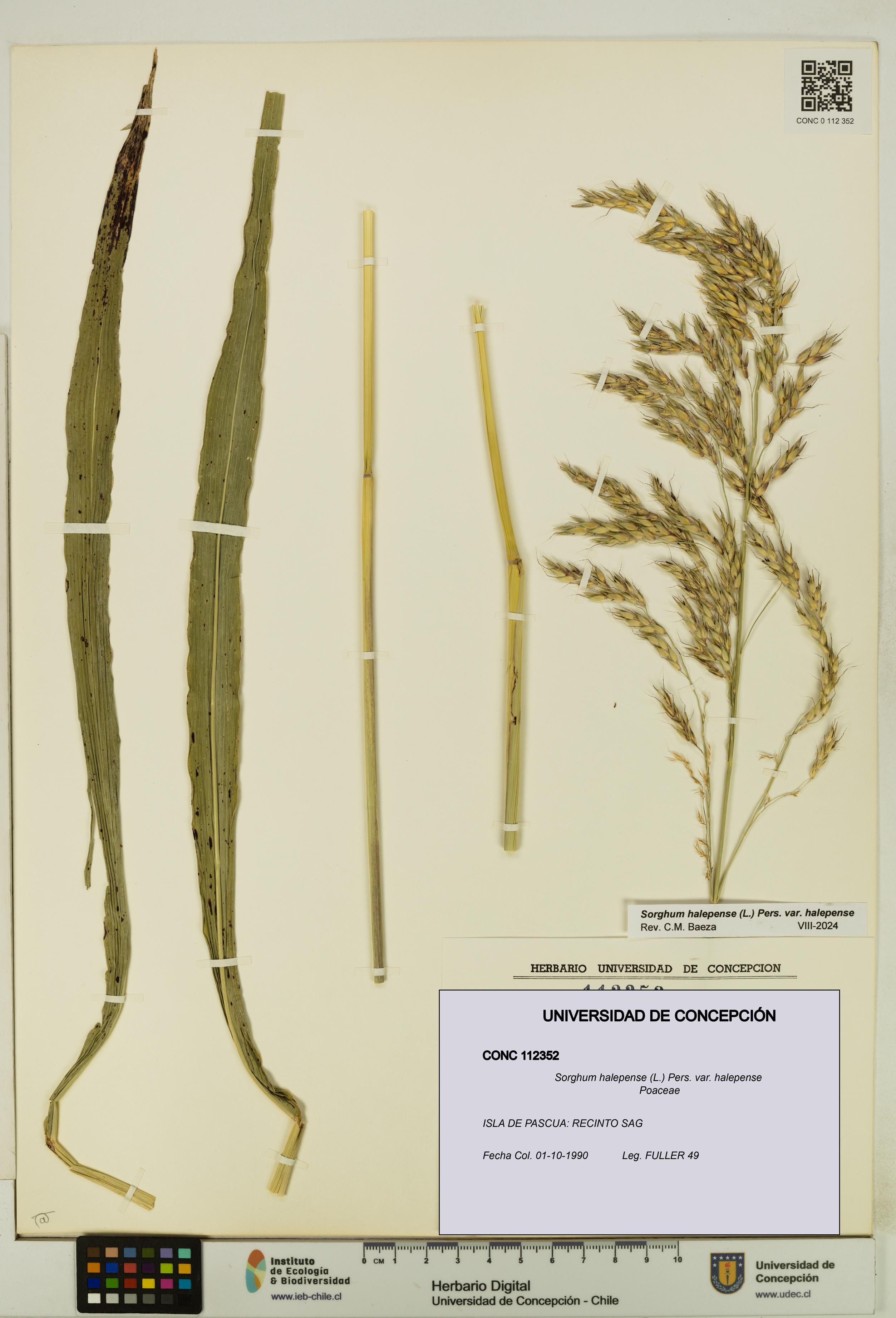 Sorghum halepense var. halepense [Espécimen: UDEC:CONC:0112352]