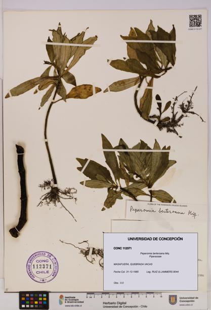 Peperomia berteroana [Espécimen: UDEC:CONC:0112371]