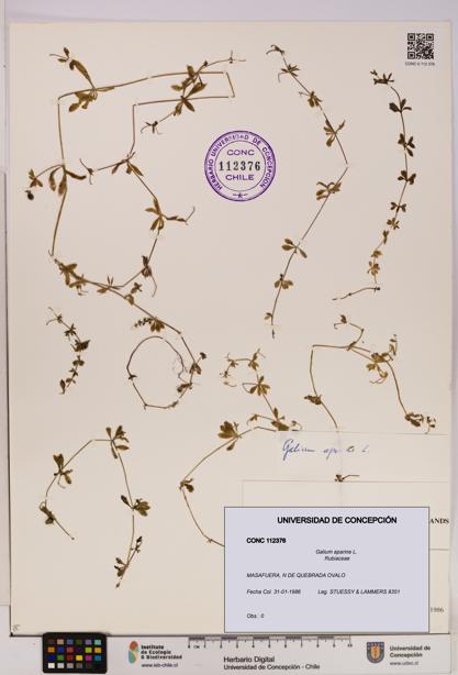 Galium aparine [Espécimen: UDEC:CONC:0112376]