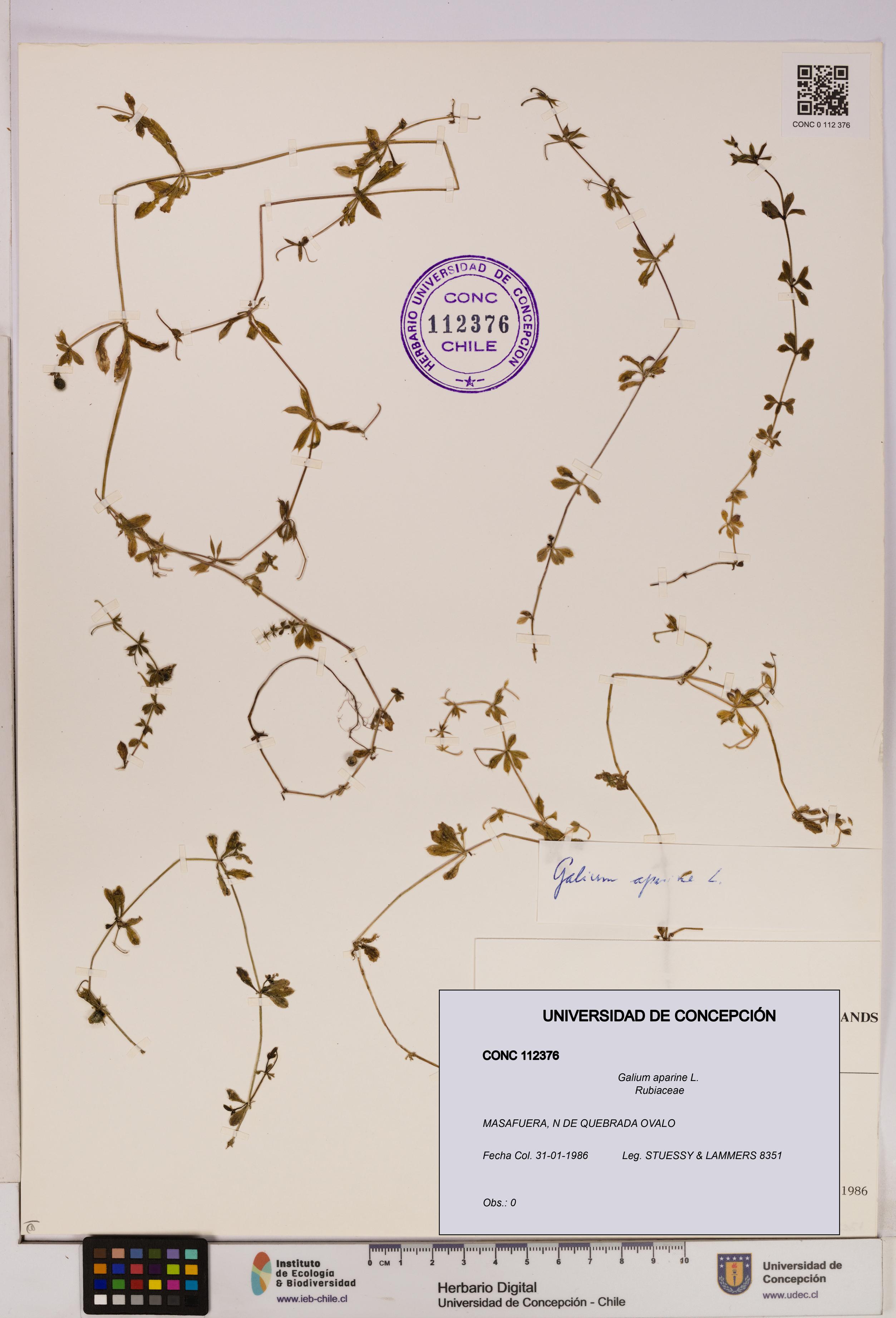 Galium aparine [Espécimen: UDEC:CONC:0112376]