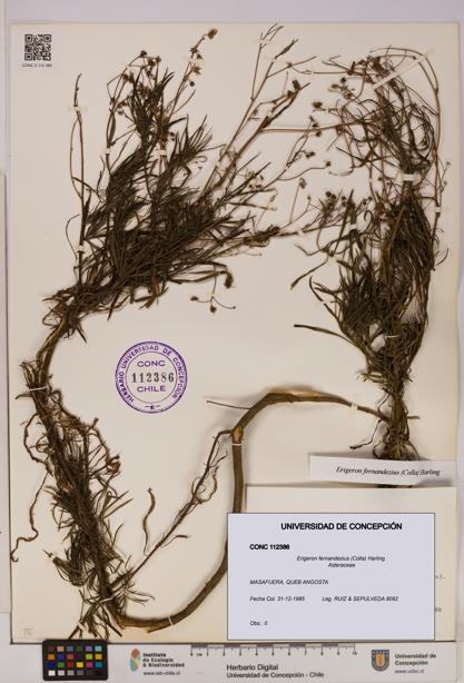 Erigeron fernandezius [Espécimen: UDEC:CONC:0112386]