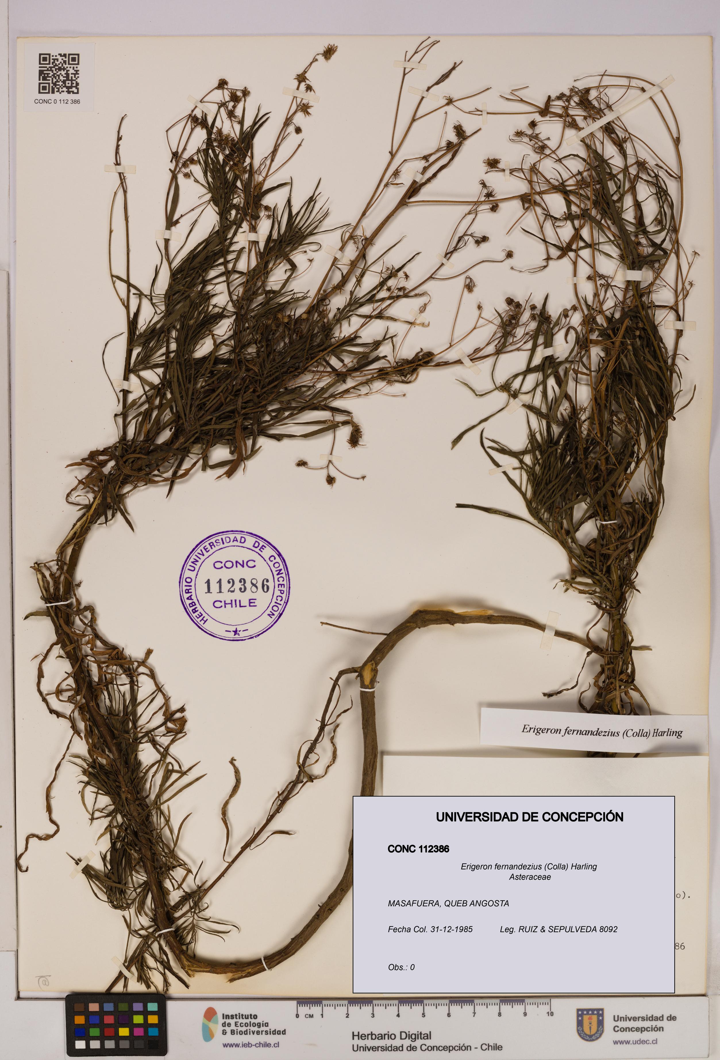 Erigeron fernandezius [Espécimen: UDEC:CONC:0112386]