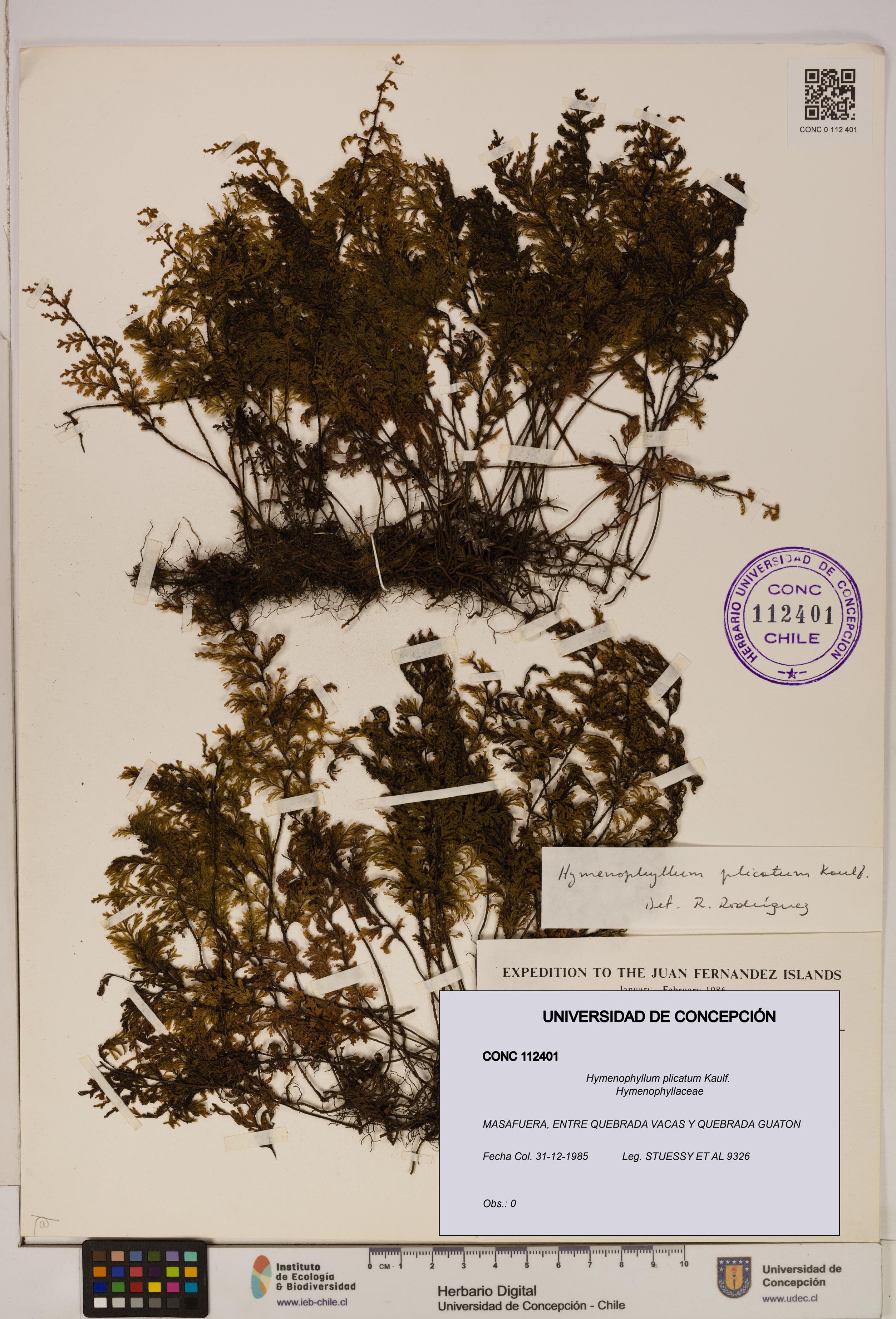 Hymenophyllum plicatum [Espécimen: ]