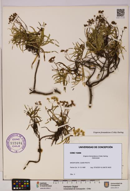 Erigeron fernandezius [Espécimen: UDEC:CONC:0112404]