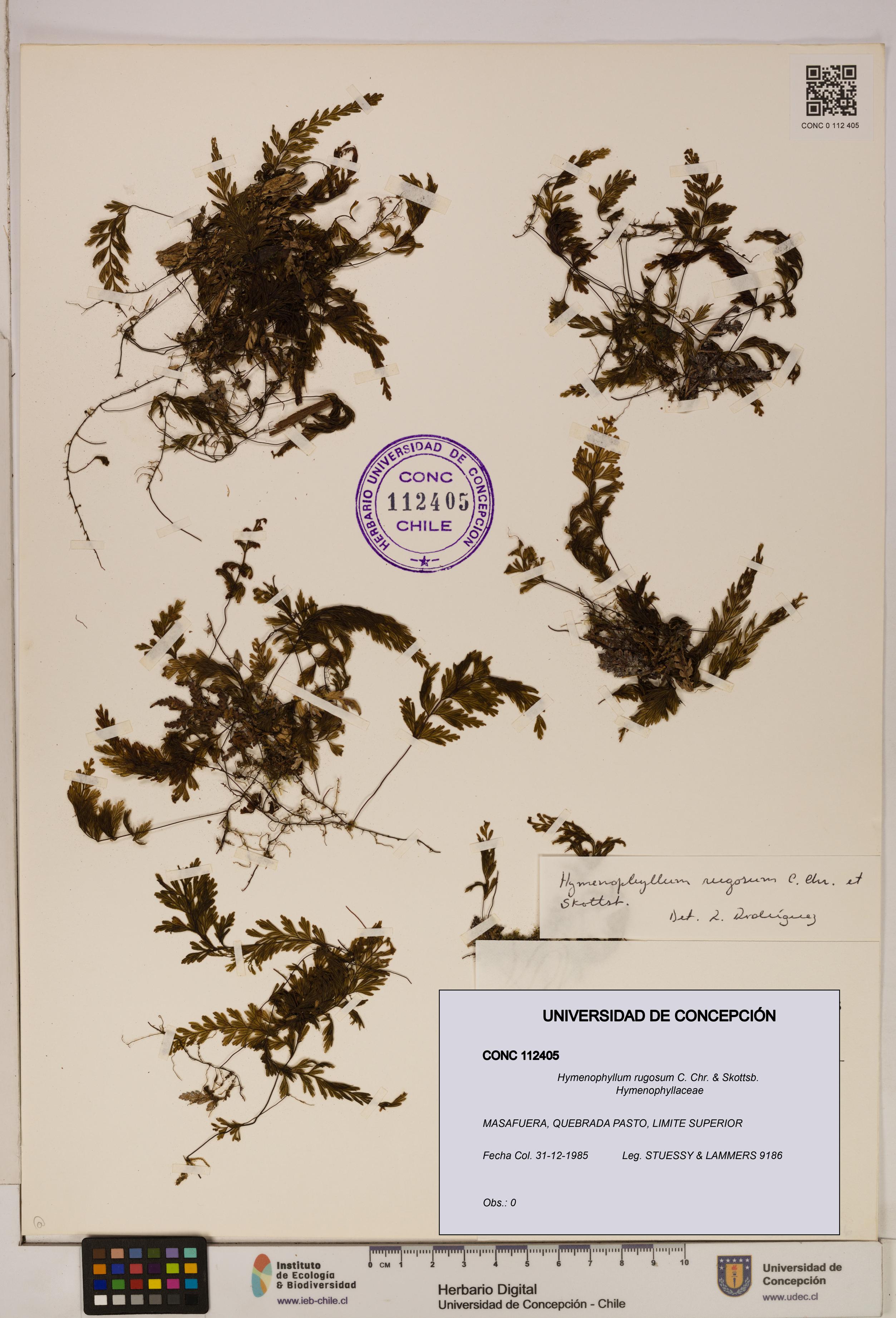 Hymenophyllum rugosum [Espécimen: ]