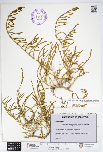 Sarcocornia neei [Espécimen: UDEC:CONC:0112407]