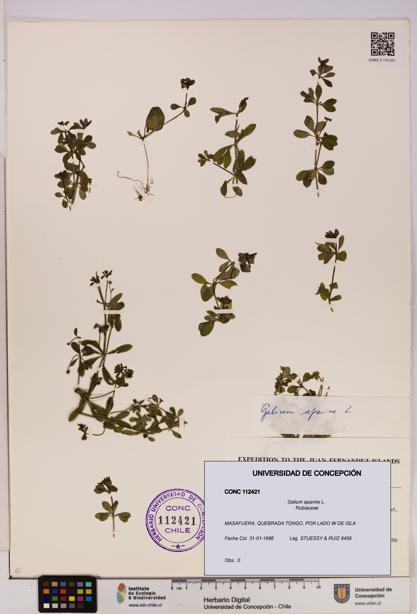 Galium aparine [Espécimen: UDEC:CONC:0112421]