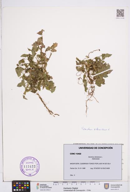 Sonchus oleraceus [Espécimen: ]