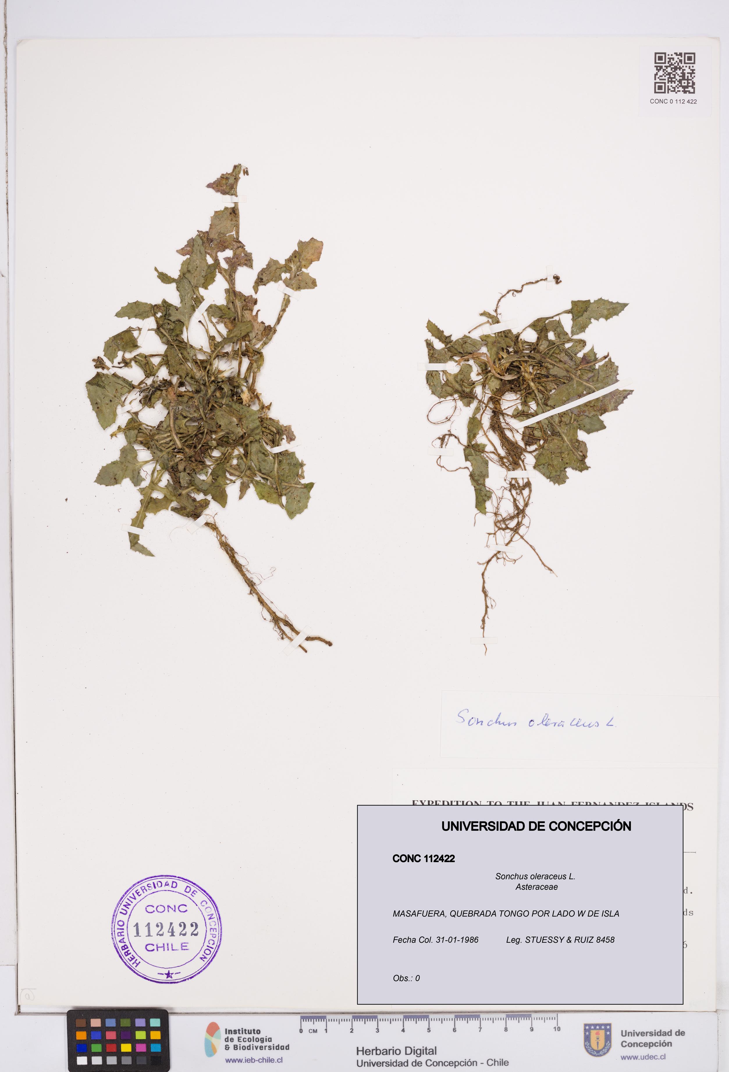 Sonchus oleraceus [Espécimen: ]