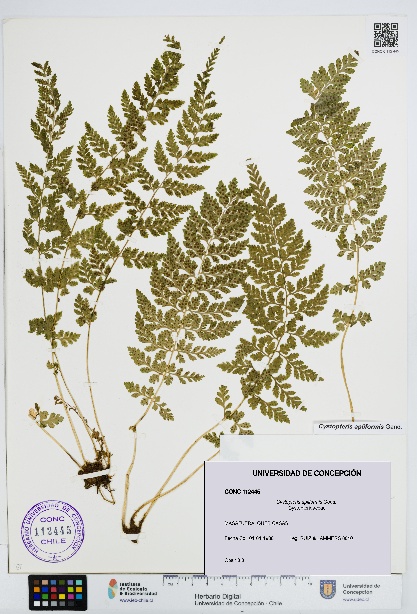 Cystopteris apiiformis [Espécimen: UDEC:CONC:0112445]