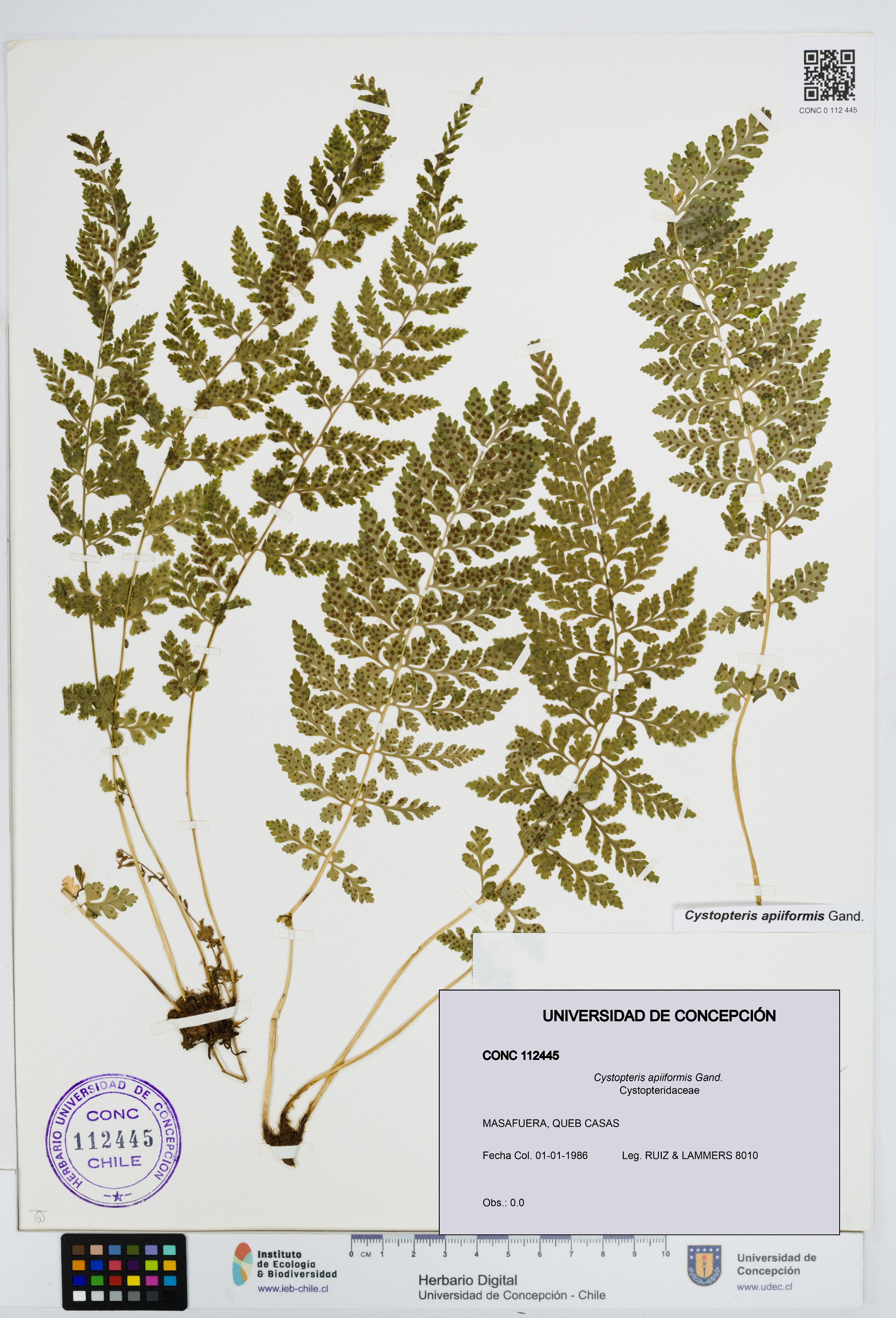 Cystopteris apiiformis [Espécimen: UDEC:CONC:0112445]