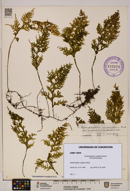 Hymenophyllum caudatum [Espécimen: UDEC:CONC:0112472]