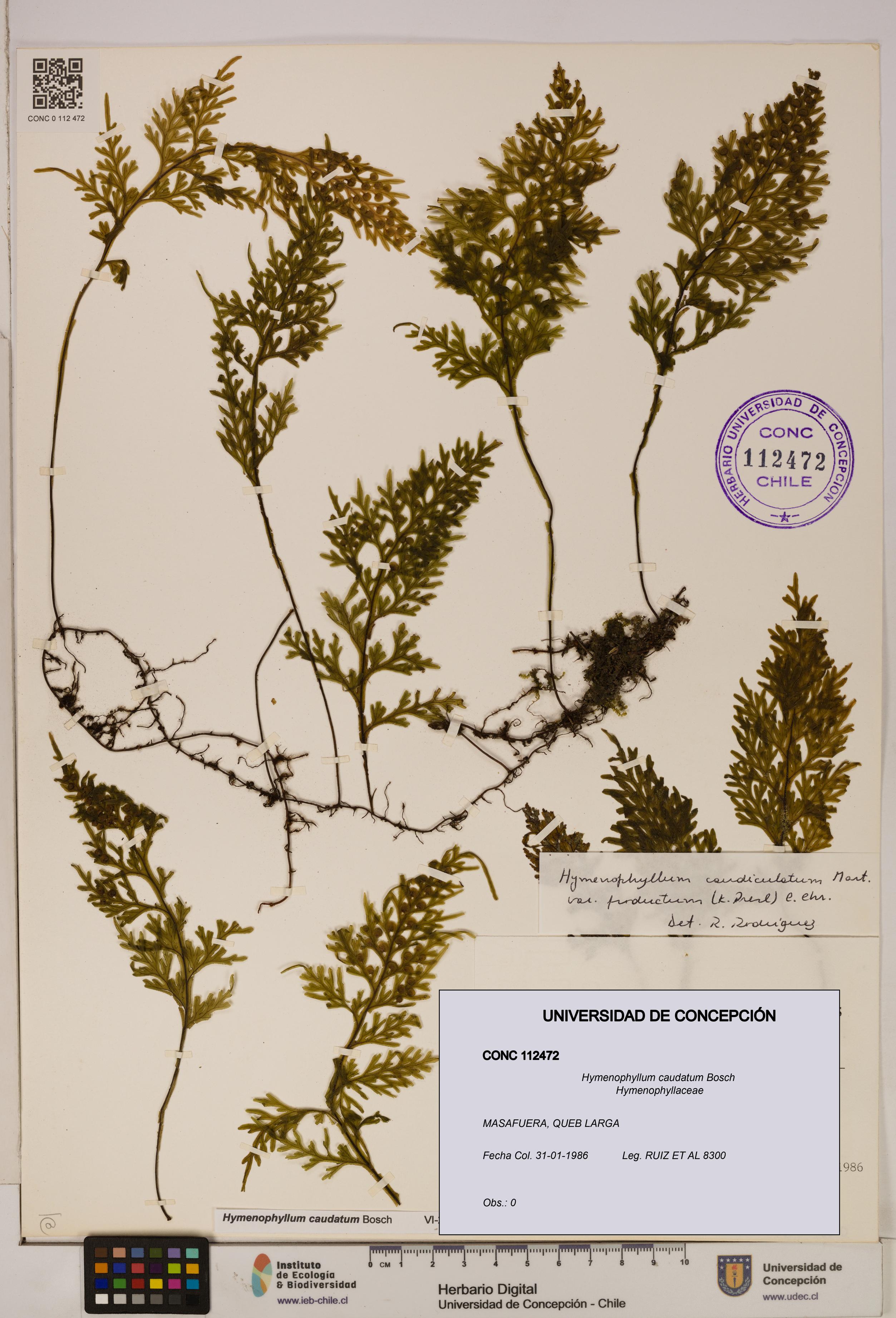 Hymenophyllum caudatum [Espécimen: UDEC:CONC:0112472]