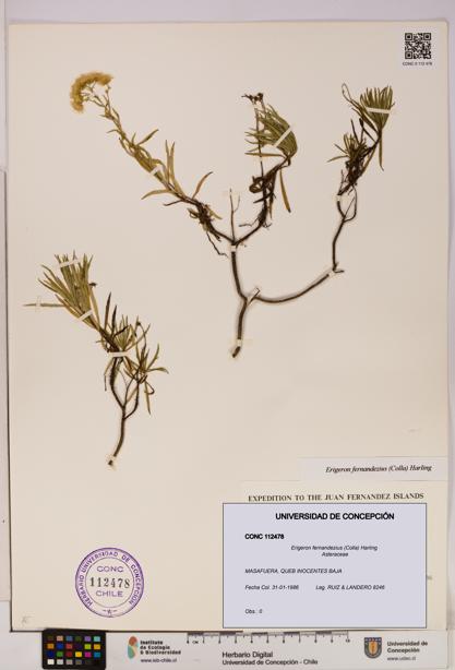 Erigeron fernandezius [Espécimen: UDEC:CONC:0112478]