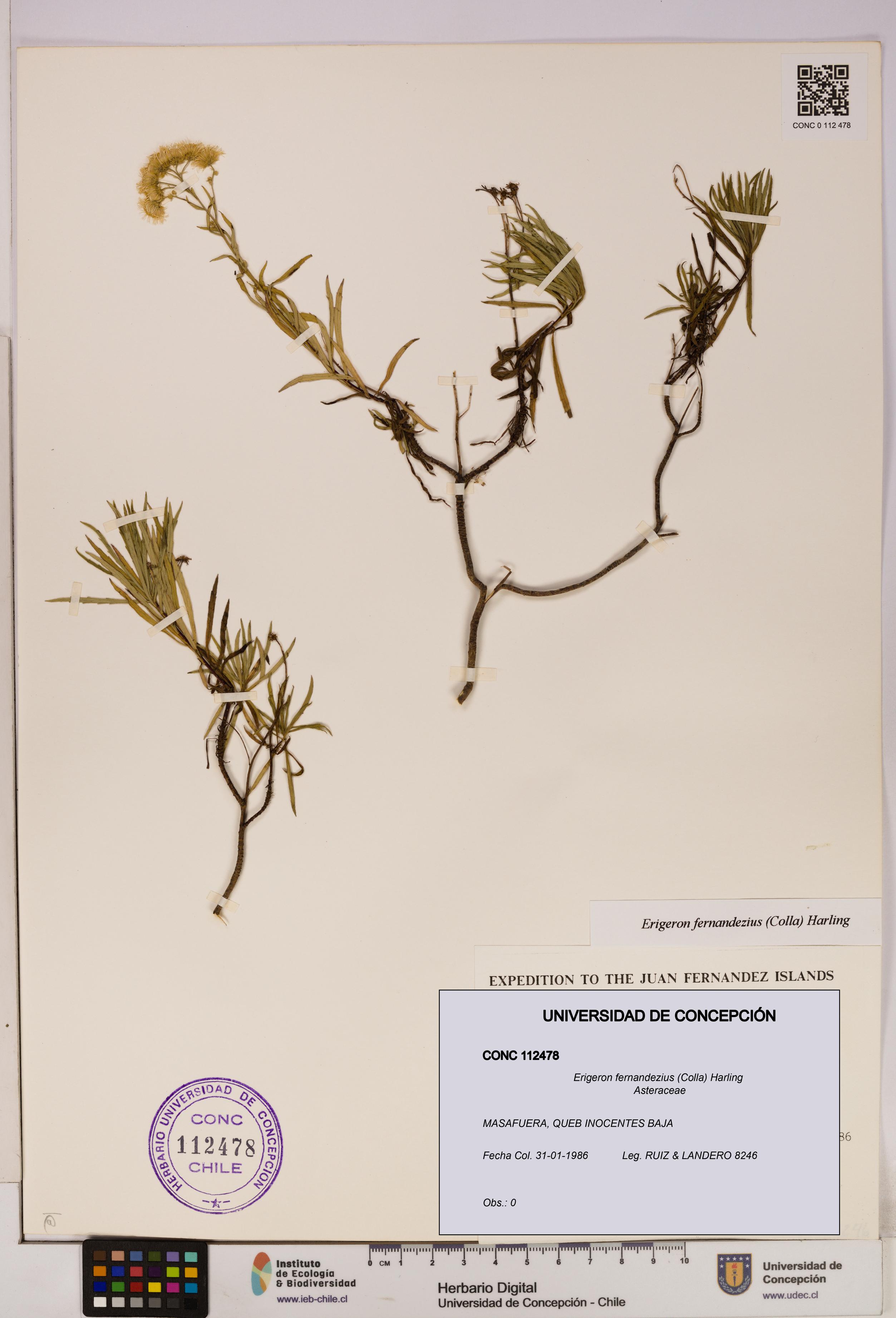 Erigeron fernandezius [Espécimen: UDEC:CONC:0112478]