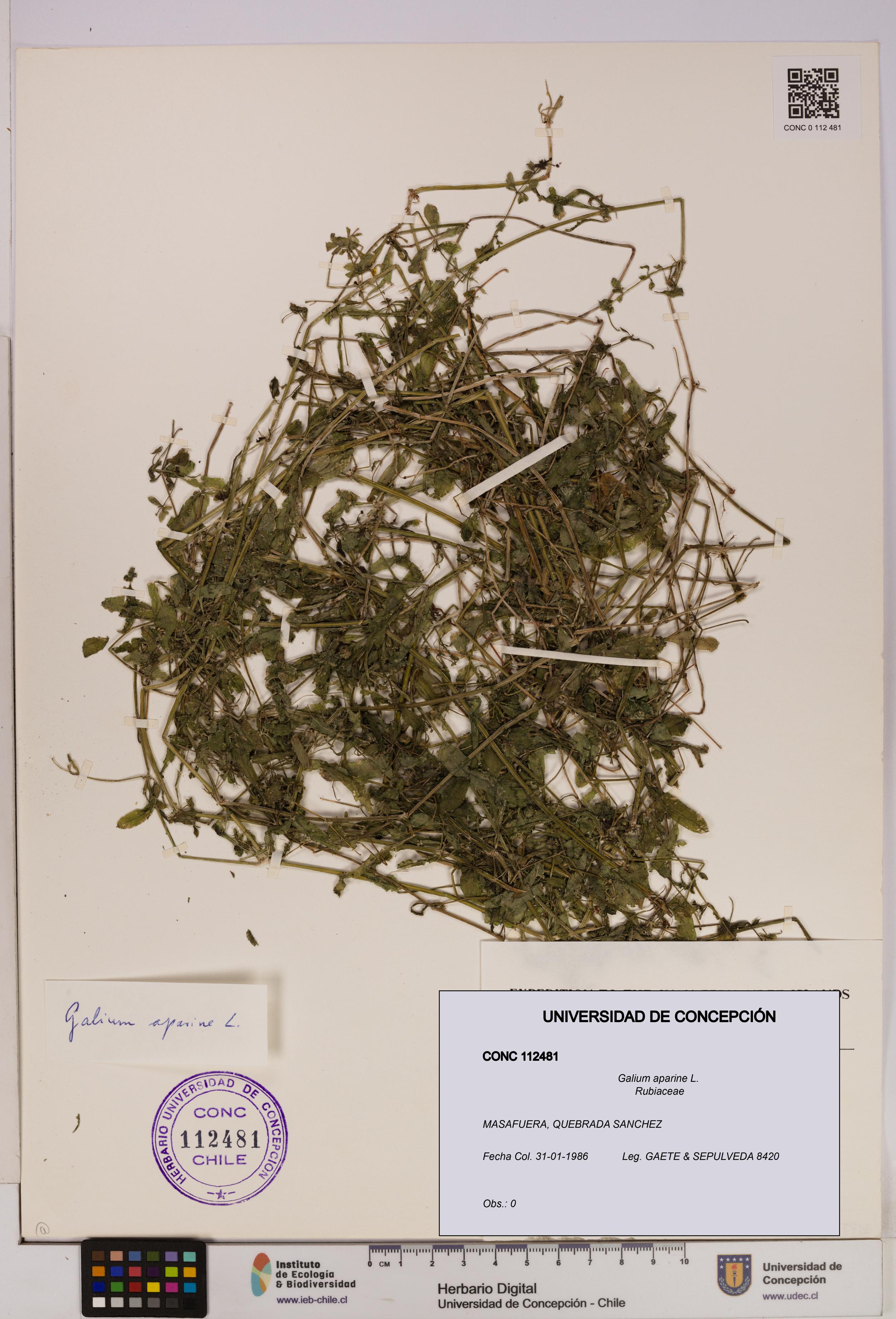 Galium aparine [Espécimen: UDEC:CONC:0112481]