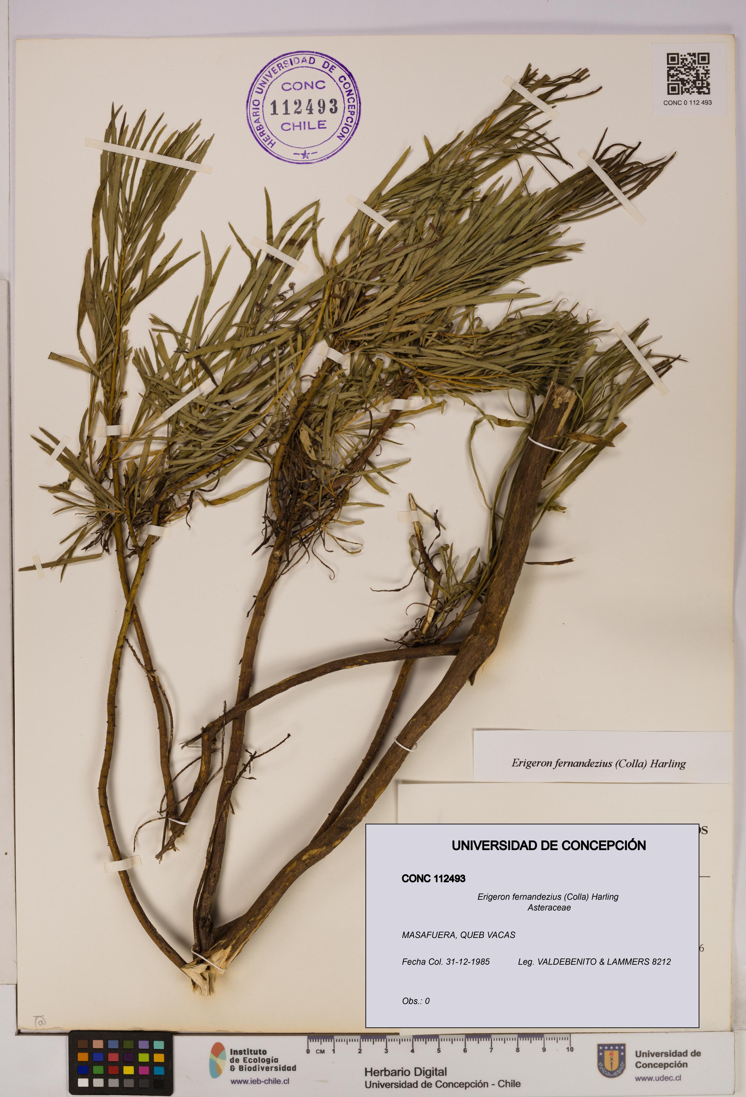 Erigeron fernandezius [Espécimen: UDEC:CONC:0112493]