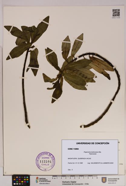 Peperomia berteroana [Espécimen: UDEC:CONC:0112504]