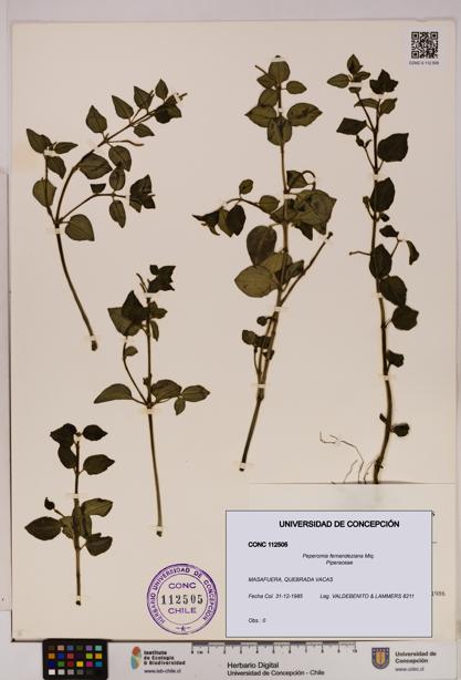 Peperomia fernandeziana [Espécimen: UDEC:CONC:0112505]