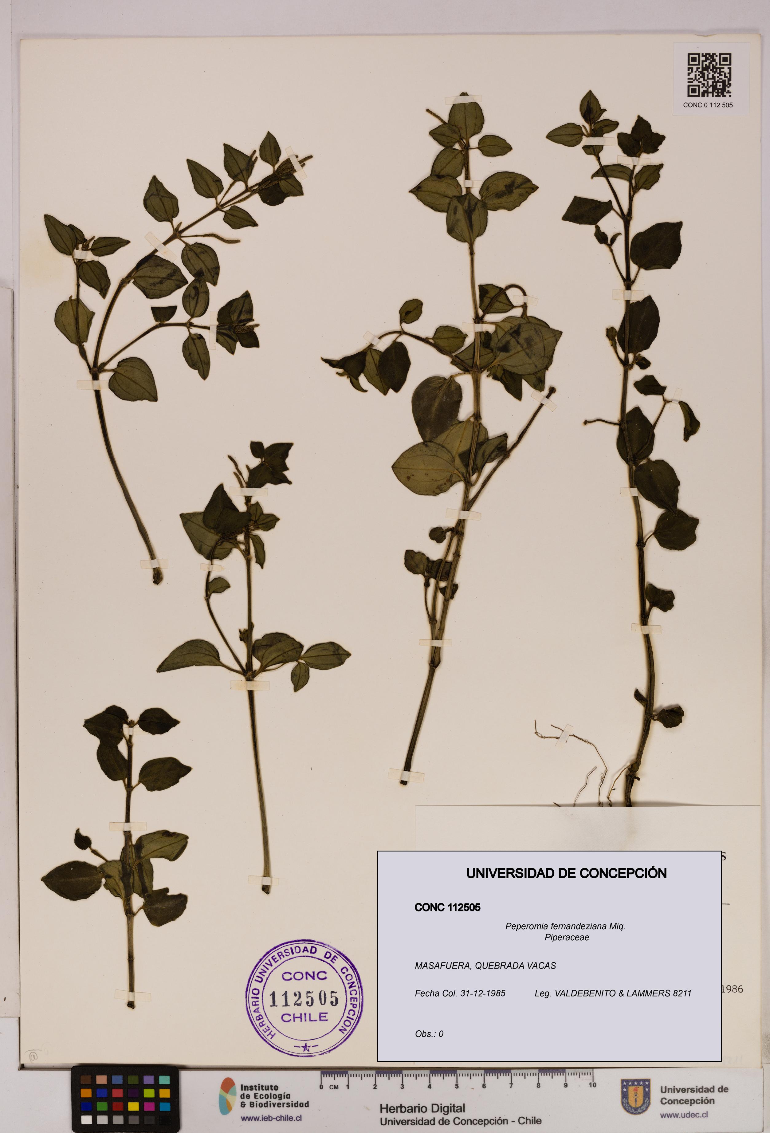 Peperomia fernandeziana [Espécimen: UDEC:CONC:0112505]