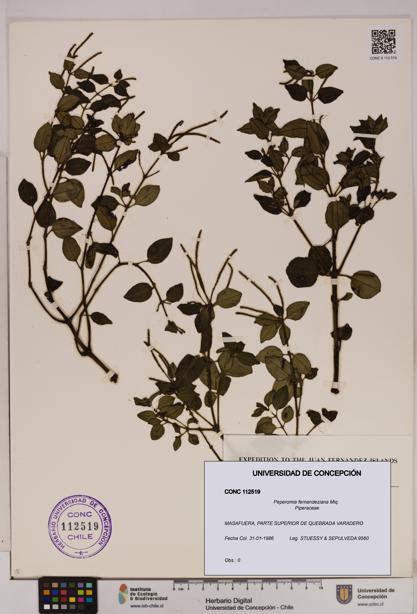 Peperomia fernandeziana [Espécimen: UDEC:CONC:0112519]