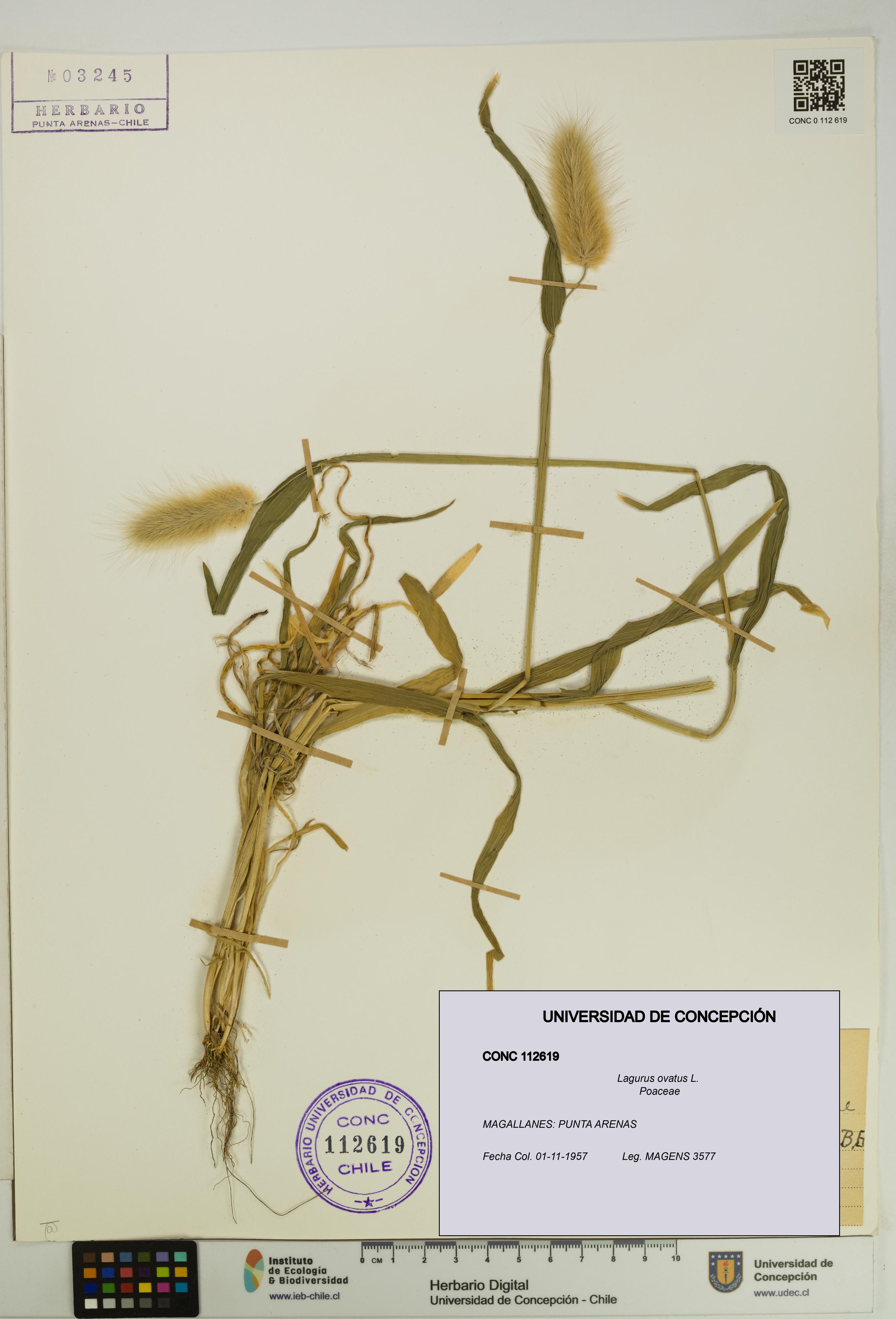 Lagurus ovatus [Espécimen: UDEC:CONC:0112619]