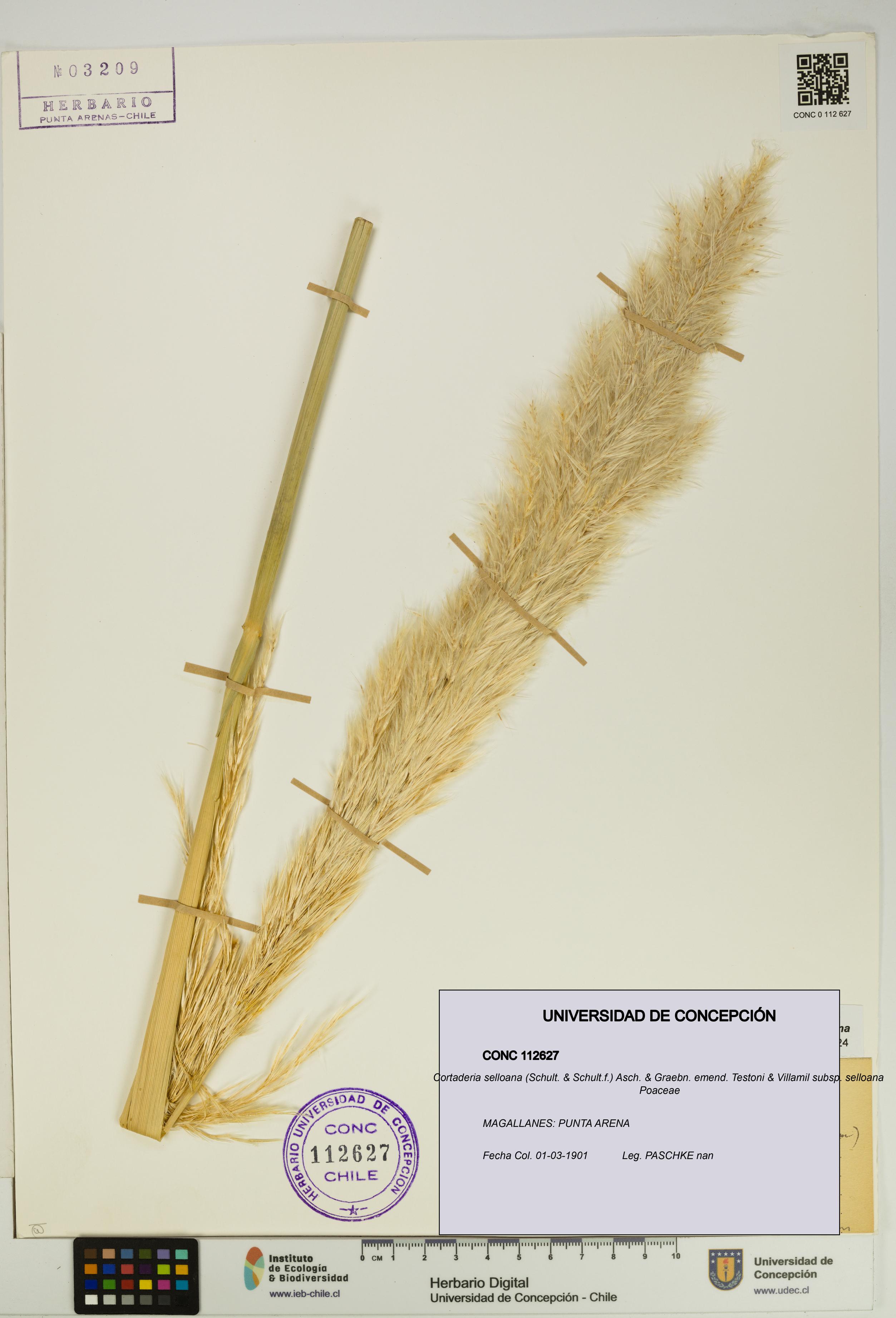 Cortaderia selloana subsp. selloana [Espécimen: UDEC:CONC:0112627]