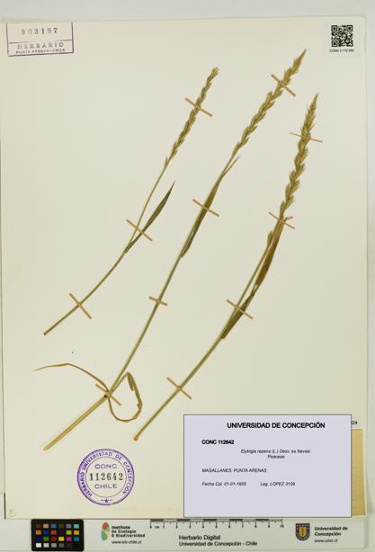 Elytrigia repens [Espécimen: UDEC:CONC:0112642]