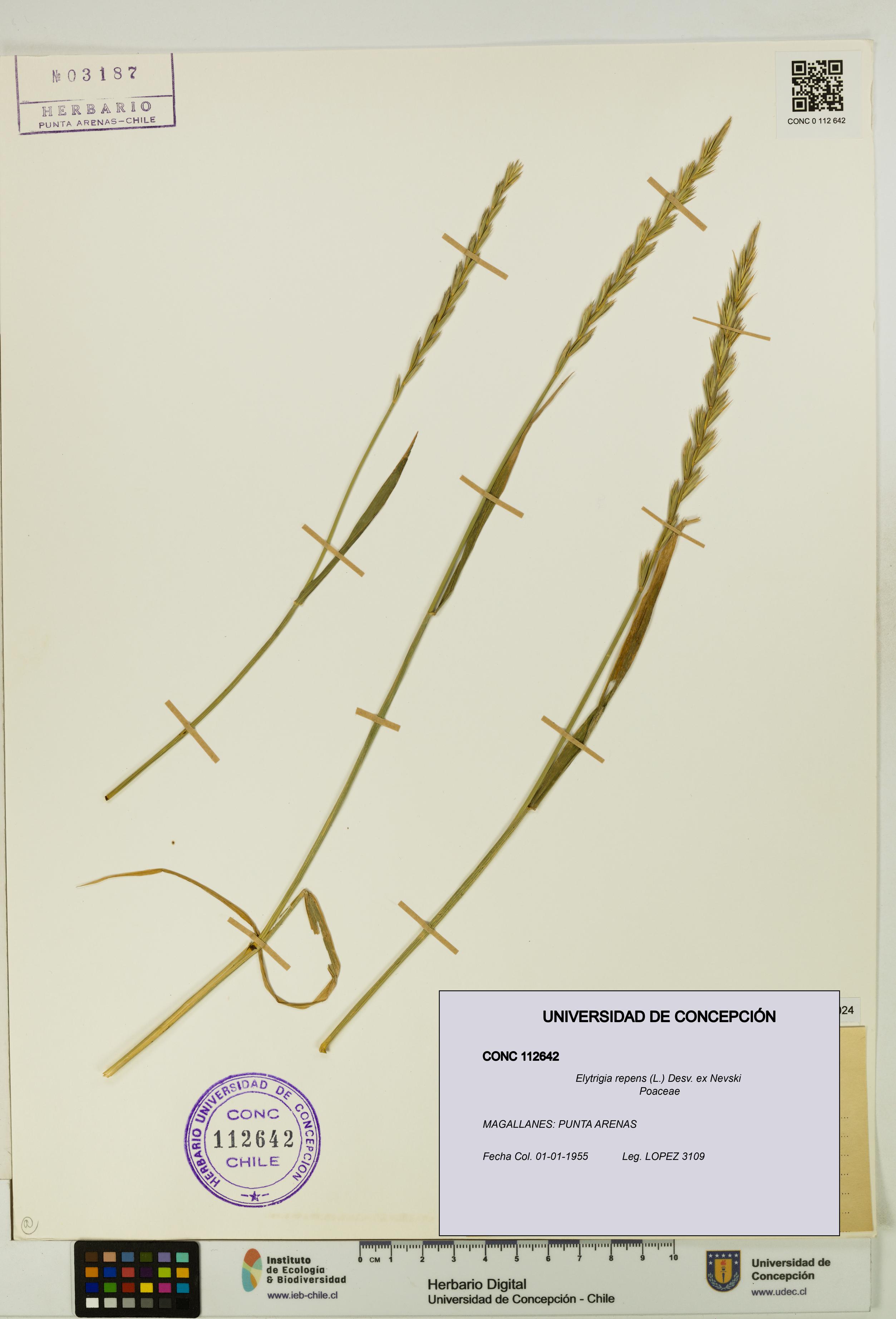 Elytrigia repens [Espécimen: UDEC:CONC:0112642]