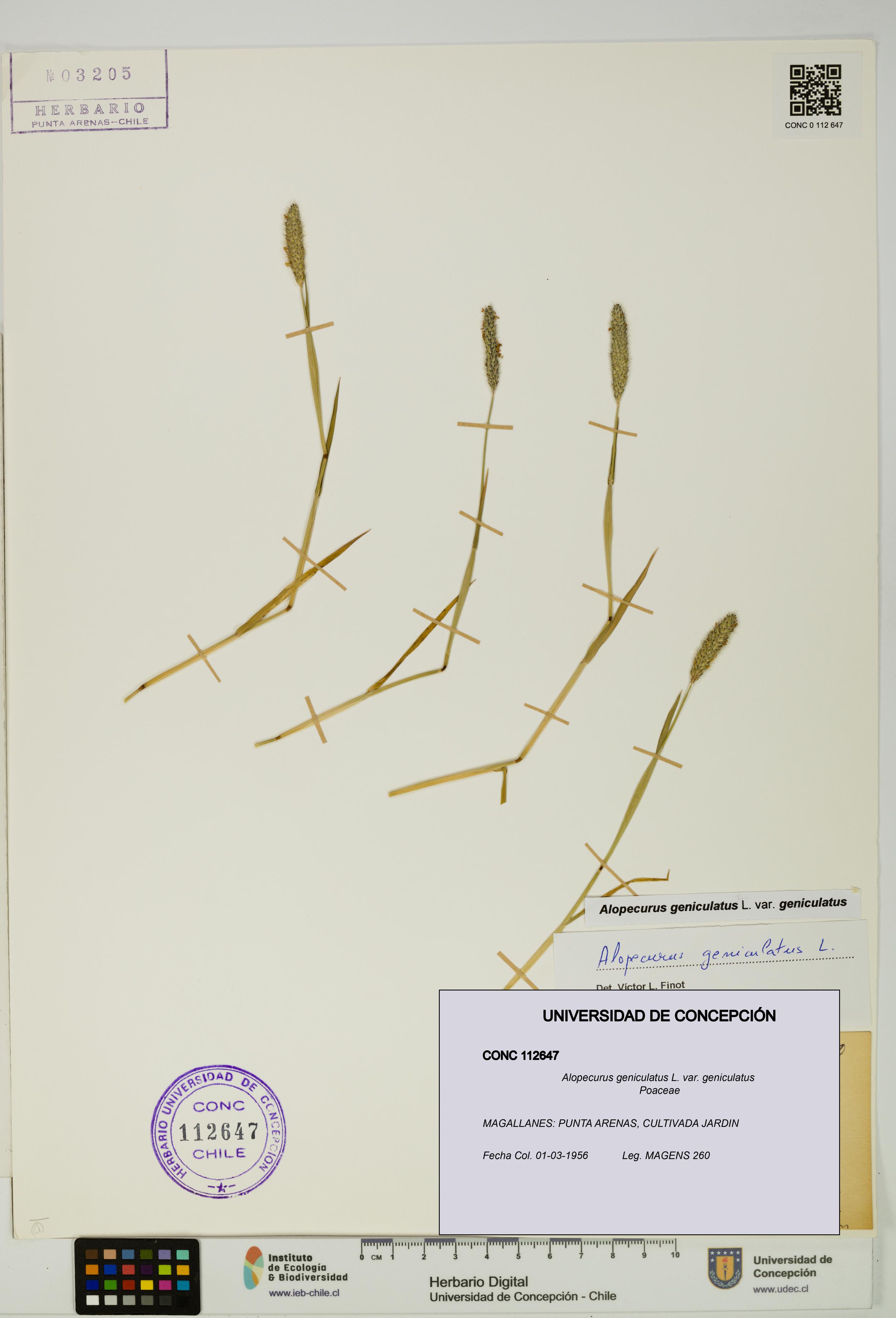 Alopecurus geniculatus var. geniculatus [Espécimen: UDEC:CONC:0112647]