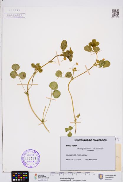 Medicago polymorpha var. polymorpha [Espécimen: ]